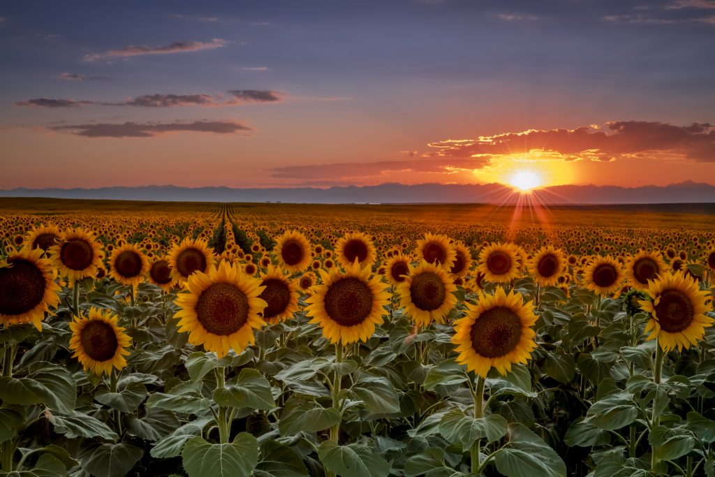 Colorado Sunflowers